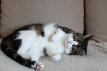 Cute tabby cat sleeping on a sofa. Selective focus.