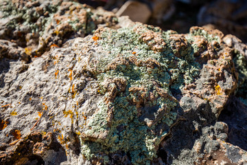 lichen on rock
