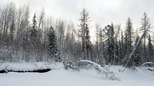 Winter landscape. Pine trees covered with snow. Snowy forest in Siberia. 4K