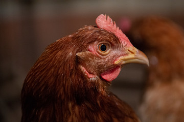 Gallo de corral cresta roja ojos miel