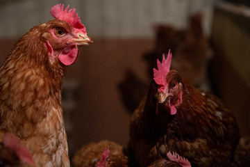Gallo de corral cresta roja ojos miel