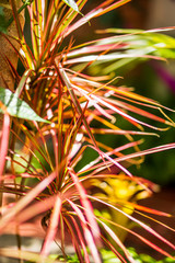 pink tropical leaves