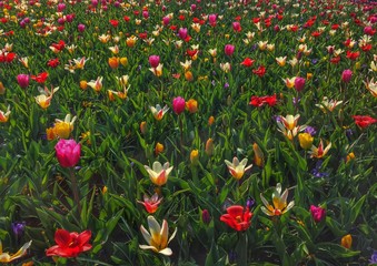 Flowers in Keukenhof Gardens, Netherlands