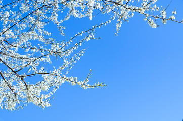 Cherry blossom (Sakura)