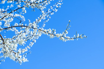 Cherry blossom (Sakura)