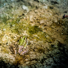 Grenouille verte dans l'étang à Saint-André-le-Bouchoux, France