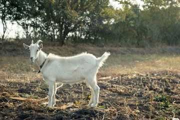 Obraz premium White goat staying in the field against trees