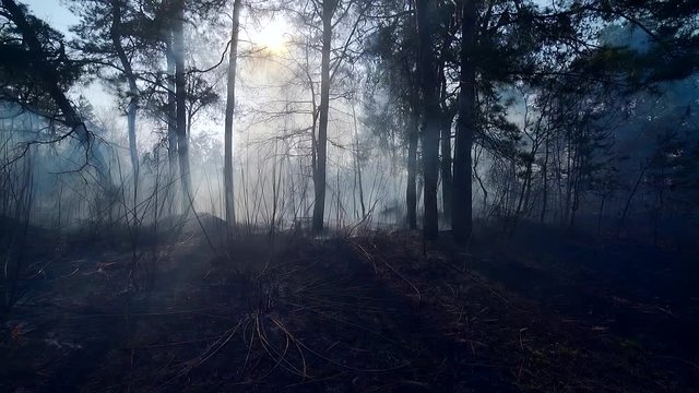 silhouette of mystical forest trees in smoke. Pine forest mist or smoke. forest after fire. The sun shines through the crown of coniferous trees and shrubs