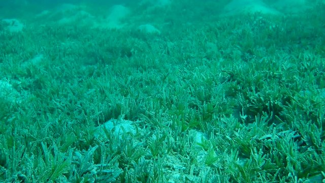 Sandy seabed covered with green sea grass on background is blue water with sunshine. Camera moving forwards, Underwater landscape 