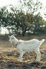 Obraz premium White goat staying in the field against trees