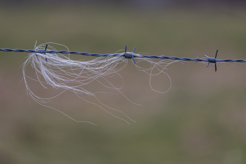 Haare an einen Stacheldraht