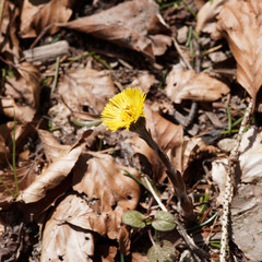 Tussilago farfara | Tussilage ou pas-d’âne à fleur jaune dressée sur hampe écailleuse penchée couleur vert-pourpre