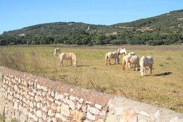 Obraz premium Camargue horses in Frontignan, Herault, France