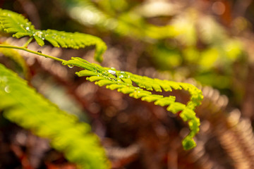 Fern with Dewdrops
