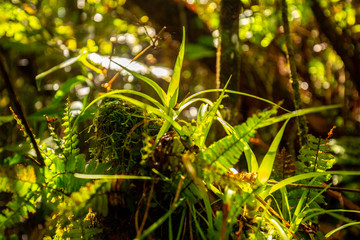 Ferns in the Forest