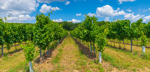 Naklejka premium Summer vineyard with blue sky behind in Edelstal Austria.