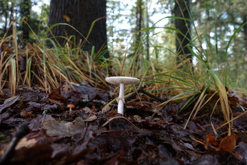 mushroom under the trees in the grass