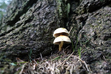 mushroom under the trees in the grass