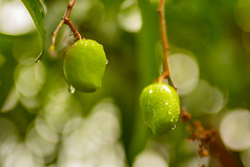 Young Mangos with Dew
