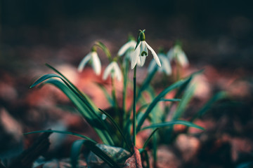 Schneeglöckchen im Frühling