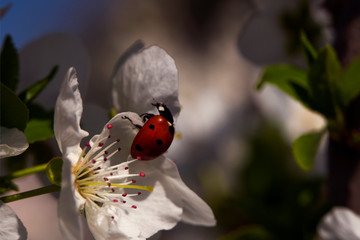 Blooming sakura in early spring. Ladybug on a cherry flower. Macro photo. Small details close-up.