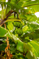 Green Bananas on Tree