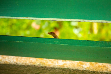 Lizard Poking its Head in the Window
