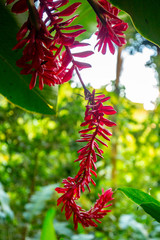 Dark Pink Tropical Flowers