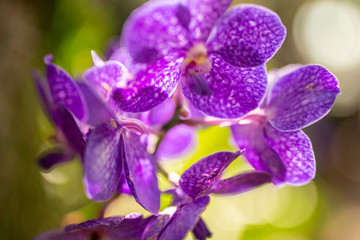Purple Orchids