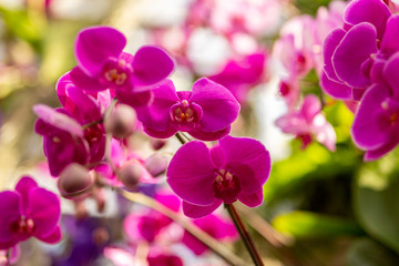Naklejka na ściany i meble Pink Orchids