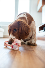 Healthy cute dog indoor chewing raw bone, barf food.