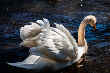 Leeds Castle