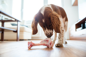 Healthy cute dog indoor chewing raw bone, barf food.
