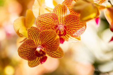 Pink and Yellow Orchids