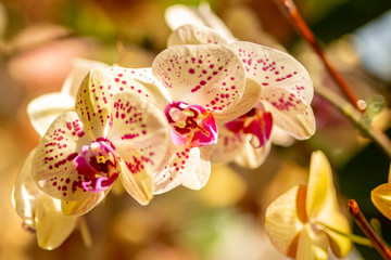 White and Pink Orchids