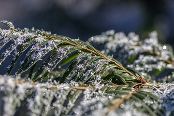 Winter Scene cold Ice crystal