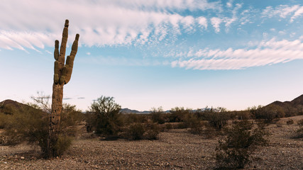 cactus in the desert