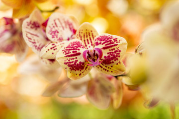 White and Pink Orchids