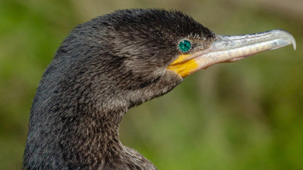 Cormoran