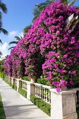 Fototapeta na wymiar Touring tall colorful buildings in Key West Flordia