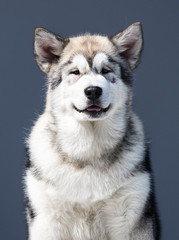malamute dog looking at the camera
