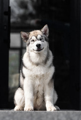puppy sitting and looking at the camera in full growth