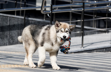 malamute dog is played toy outdoors
