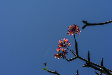 Balinese frangipani flowers are blooming, photographed from below with a background of deep blue sky and jet aircraft.