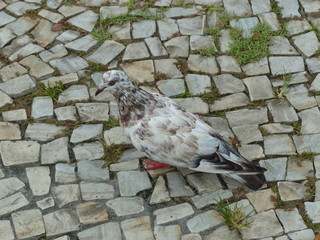    City doves or City pigeons (Columba livia f. domestica) in Manaus, Amazon, Brazil