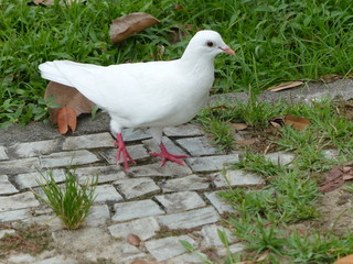    City doves or City pigeons (Columba livia f. domestica) in Manaus, Amazon, Brazil