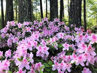 Pretty pink Azalea bush blooming  in the Garden, Spring in GA USA.