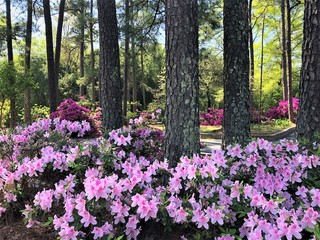 Kleurrijke Azalea bloem bloeien in de tuin, lente in GA USA.