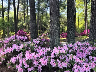 Fotobehang Azalea Kleurrijke Azalea bloem bloeien in de tuin, lente in GA USA.