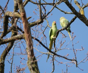 wild parots sitting on a branch in sunshine